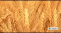[08 Jan 2013] Iran to hold first Export Capabilities Exhibition 2013 - English